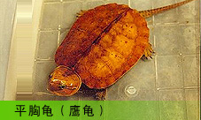  ƽع꣨ӥ꣩